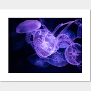 Jellyfish Posters and Art